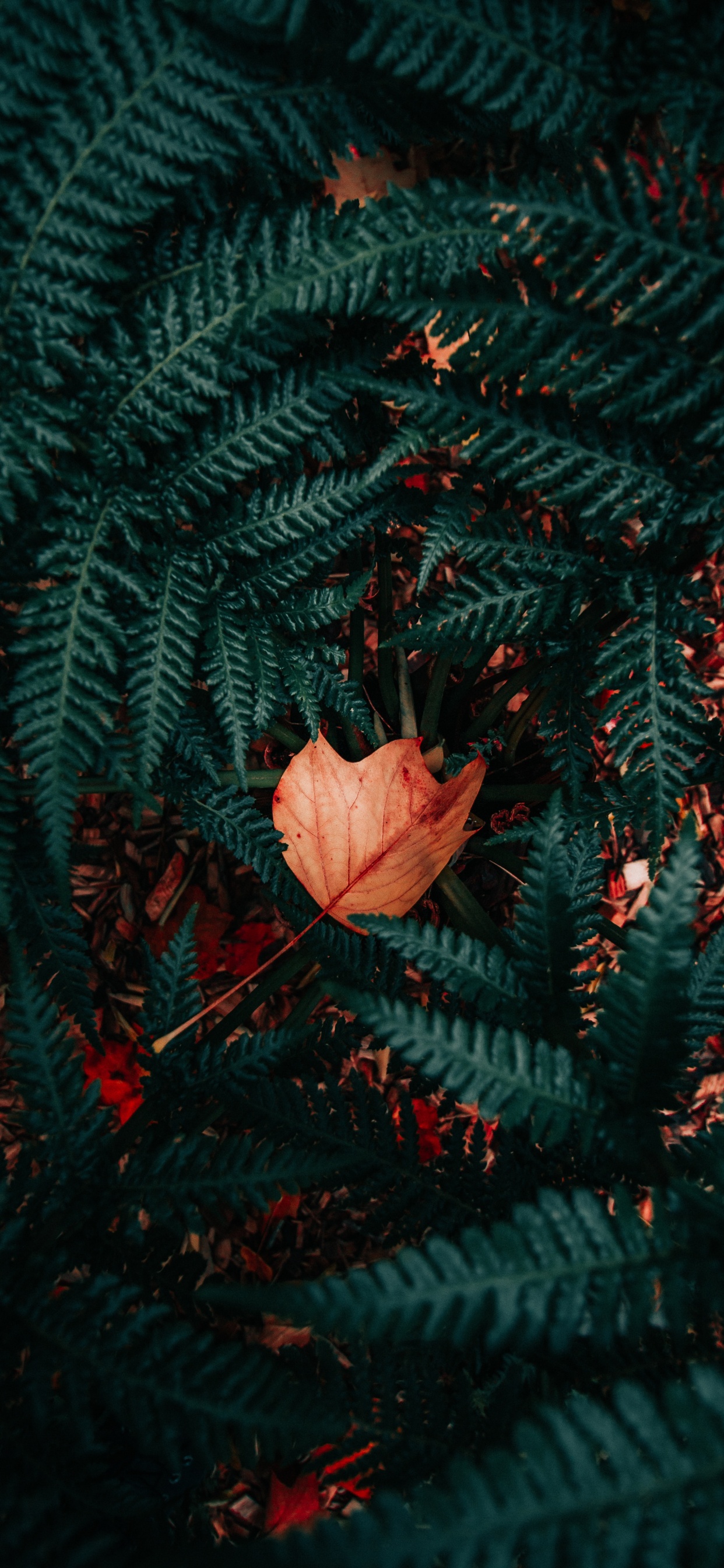 Pattern, Plant, Vascular Plant, Design, Red. Wallpaper in 1242x2688 Resolution