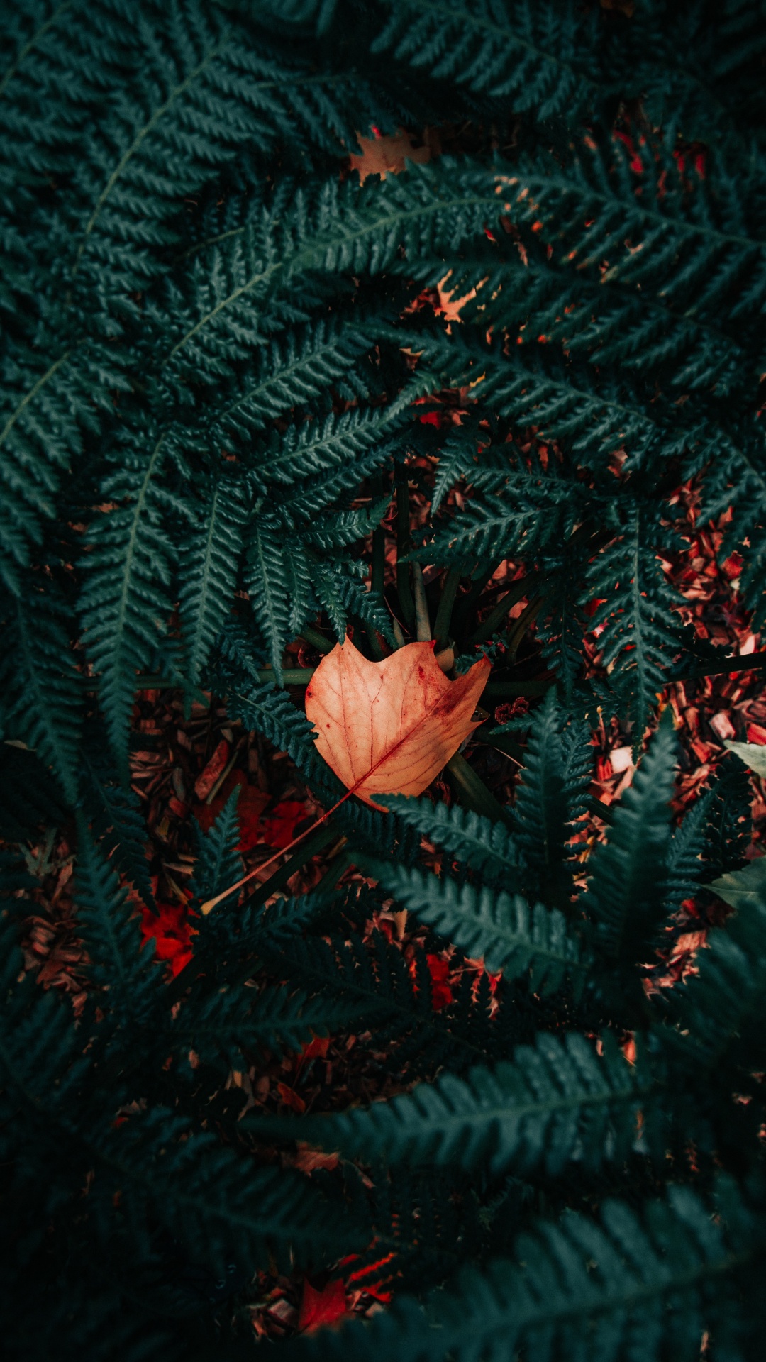 Plantes Vasculaires, Conception, Red, Feuille, Textile. Wallpaper in 1080x1920 Resolution