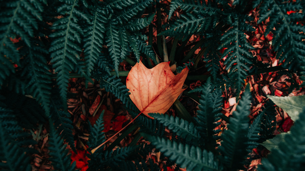 Plantes Vasculaires, Conception, Red, Feuille, Textile. Wallpaper in 1280x720 Resolution