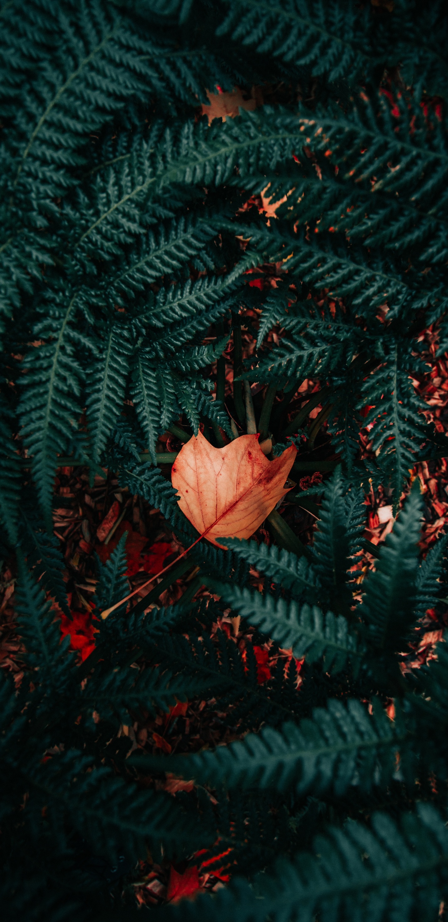 Plantes Vasculaires, Conception, Red, Feuille, Textile. Wallpaper in 1440x2960 Resolution