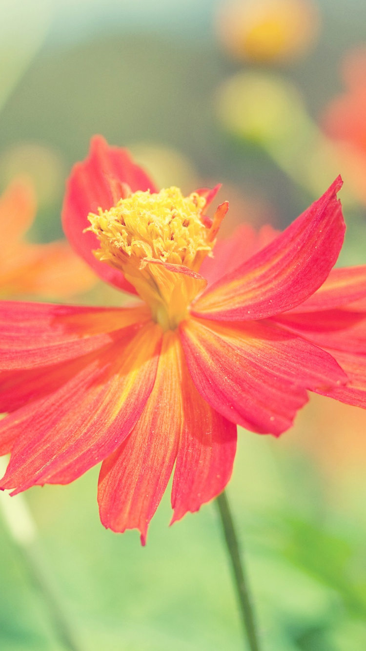 Red and Yellow Flower in Tilt Shift Lens. Wallpaper in 750x1334 Resolution