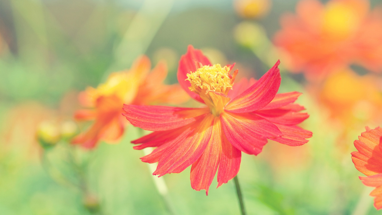 Fleur Rouge et Jaune Dans L'objectif à Basculement. Wallpaper in 1280x720 Resolution