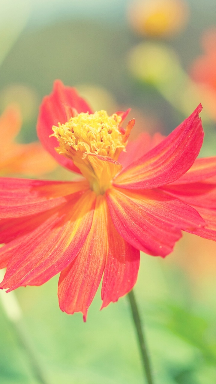 Rote Und Gelbe Blume in Tilt-Shift-Linse. Wallpaper in 720x1280 Resolution