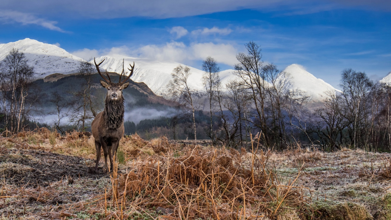 Brown Deer on Brown Grass Field During Daytime. Wallpaper in 1280x720 Resolution