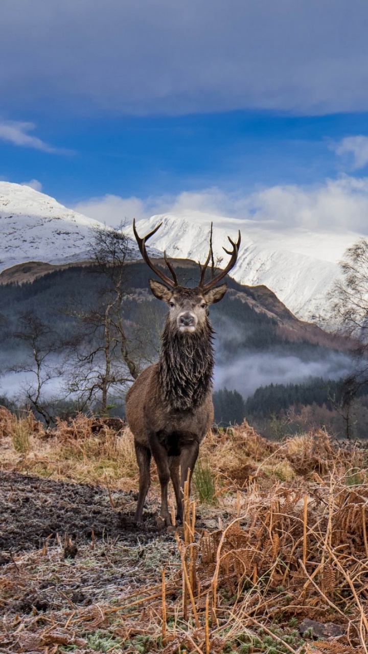 Brown Deer on Brown Grass Field During Daytime. Wallpaper in 720x1280 Resolution