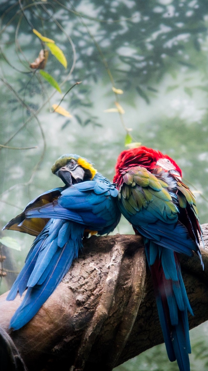 Ara Bleu Jaune et Rouge Sur Une Branche D'arbre Brun Pendant la Journée. Wallpaper in 720x1280 Resolution
