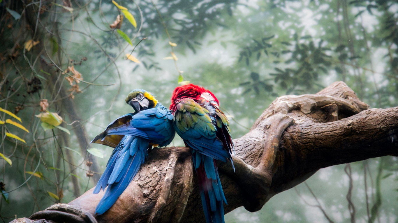 Blue Yellow and Red Macaw on Brown Tree Branch During Daytime. Wallpaper in 1366x768 Resolution