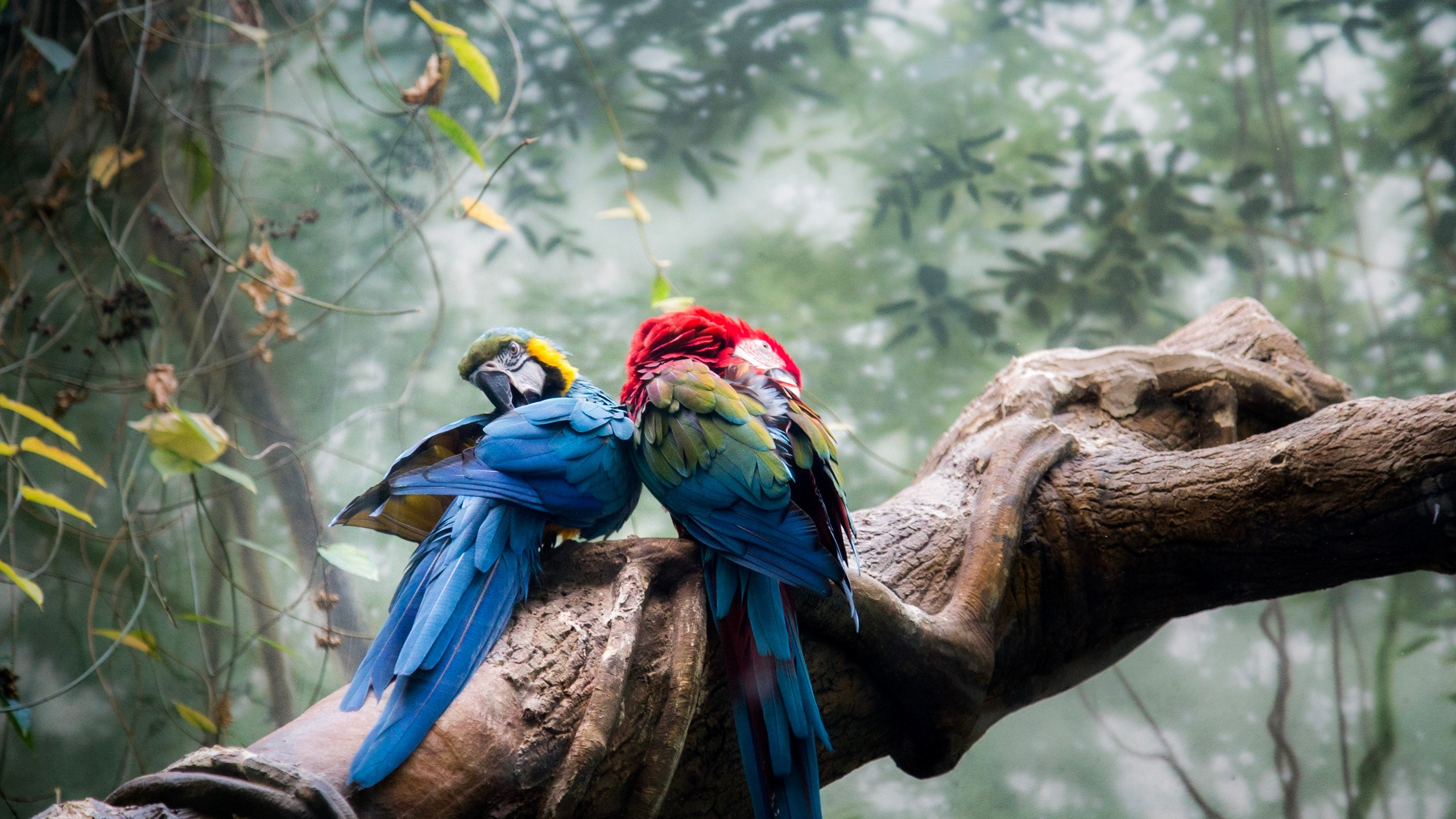 Blue Yellow and Red Macaw on Brown Tree Branch During Daytime. Wallpaper in 2560x1440 Resolution