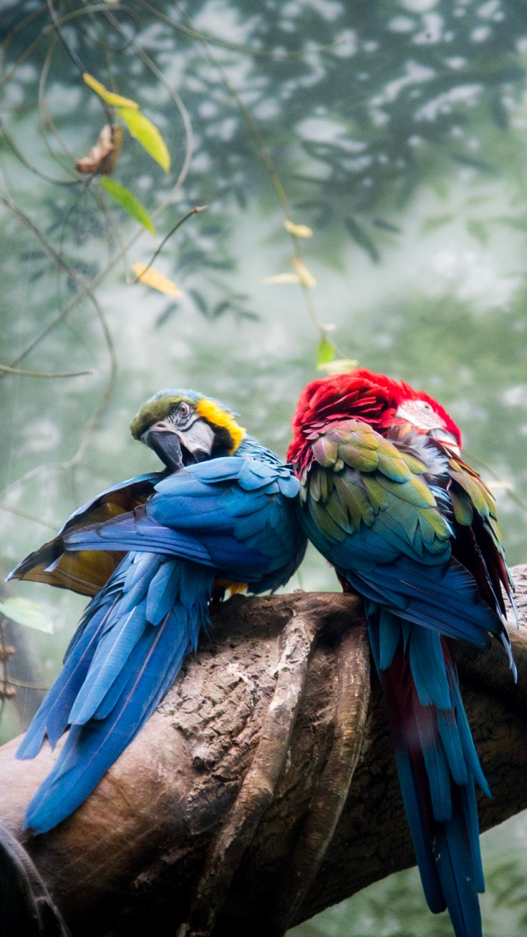 Blue Yellow and Red Macaw on Brown Tree Branch During Daytime. Wallpaper in 750x1334 Resolution