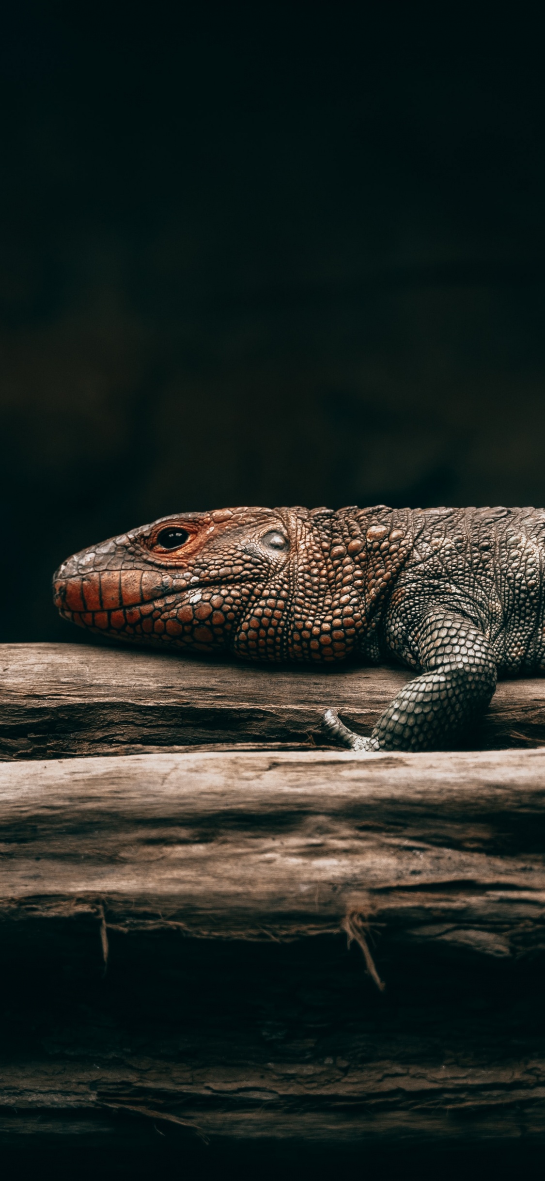 Lagarto Negro y Marrón Sobre Madera Marrón. Wallpaper in 1125x2436 Resolution