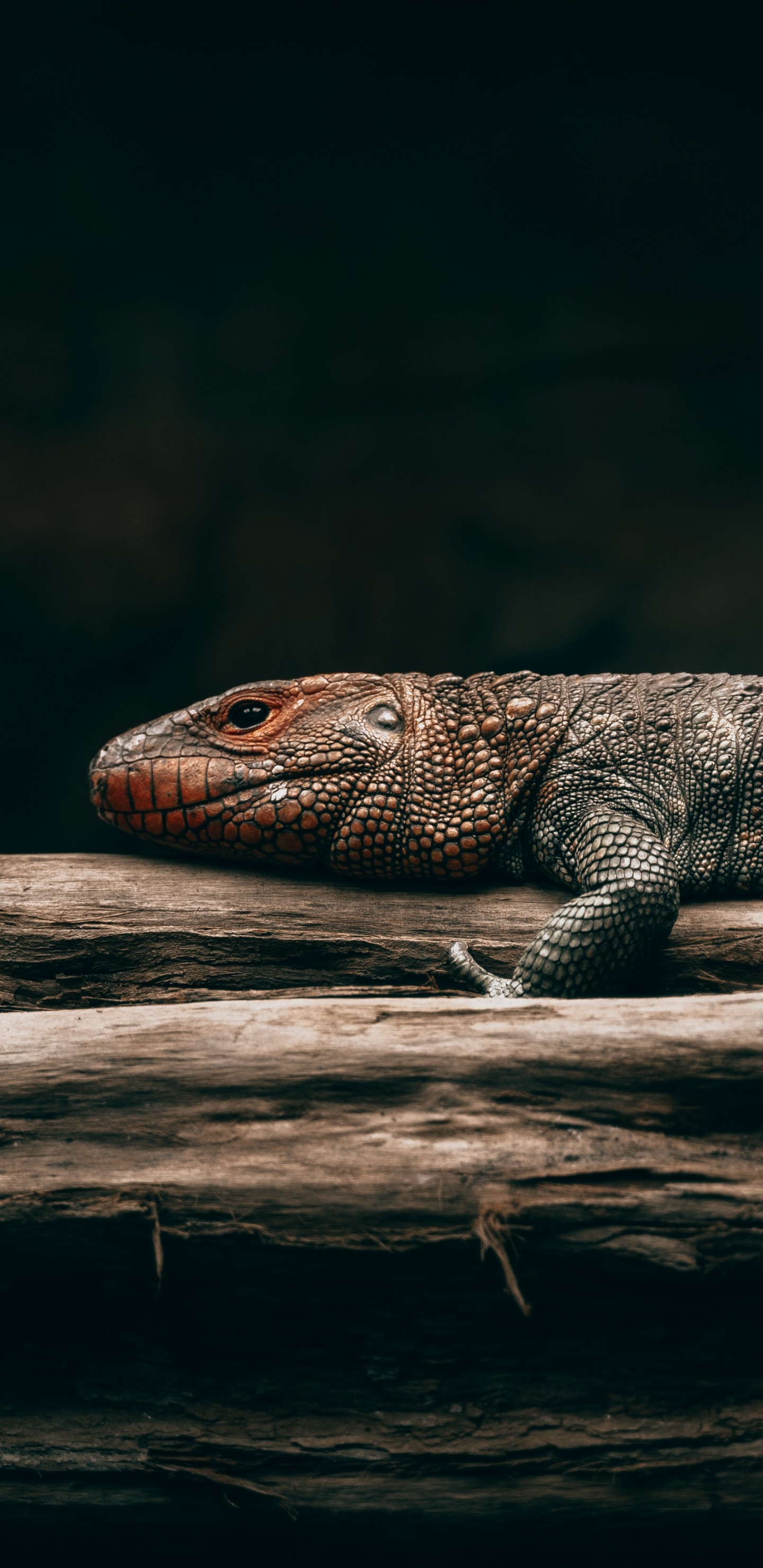 Lézard Noir et Marron Sur Bois Marron. Wallpaper in 1440x2960 Resolution