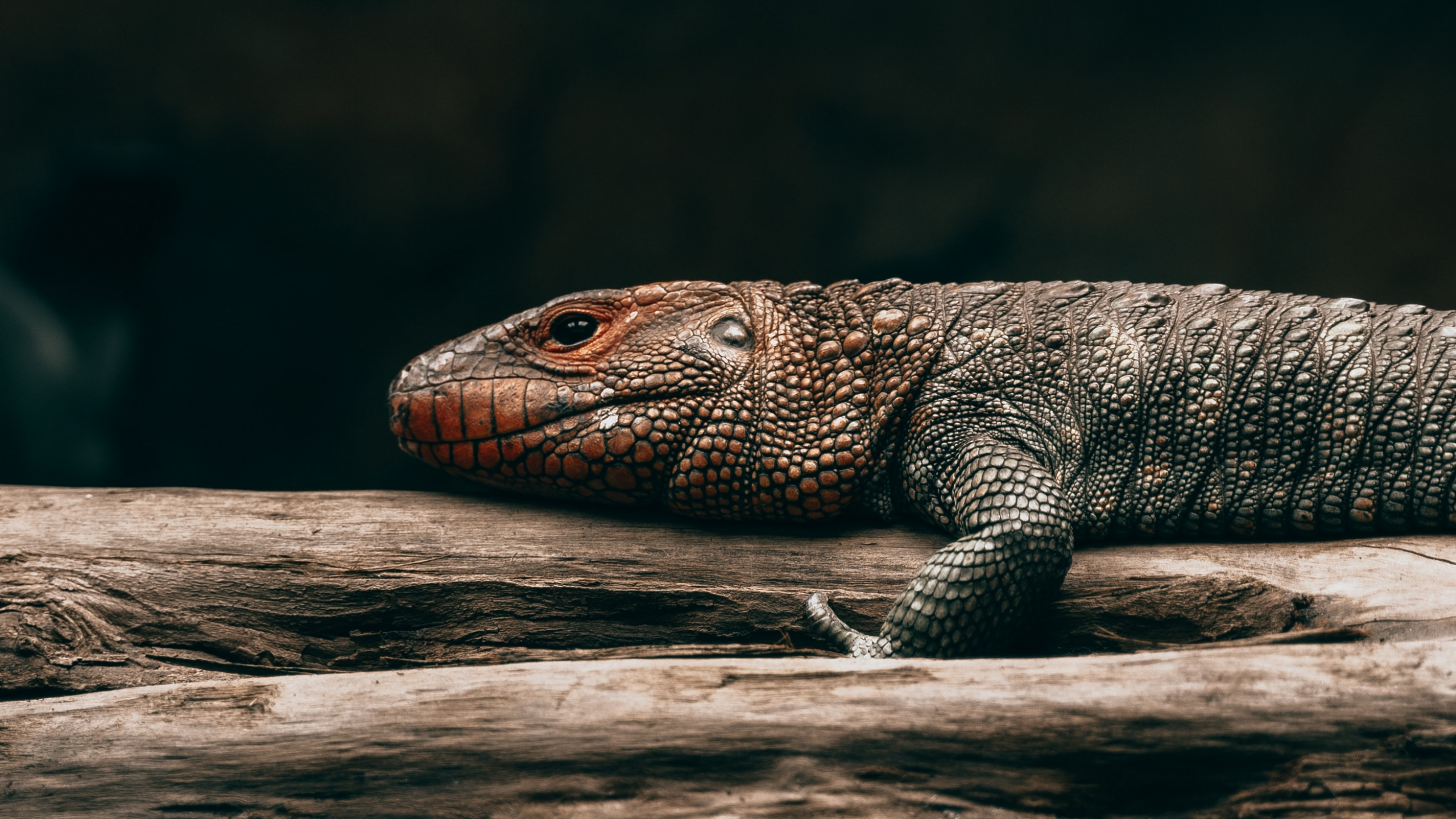 Lézard Noir et Marron Sur Bois Marron. Wallpaper in 2560x1440 Resolution