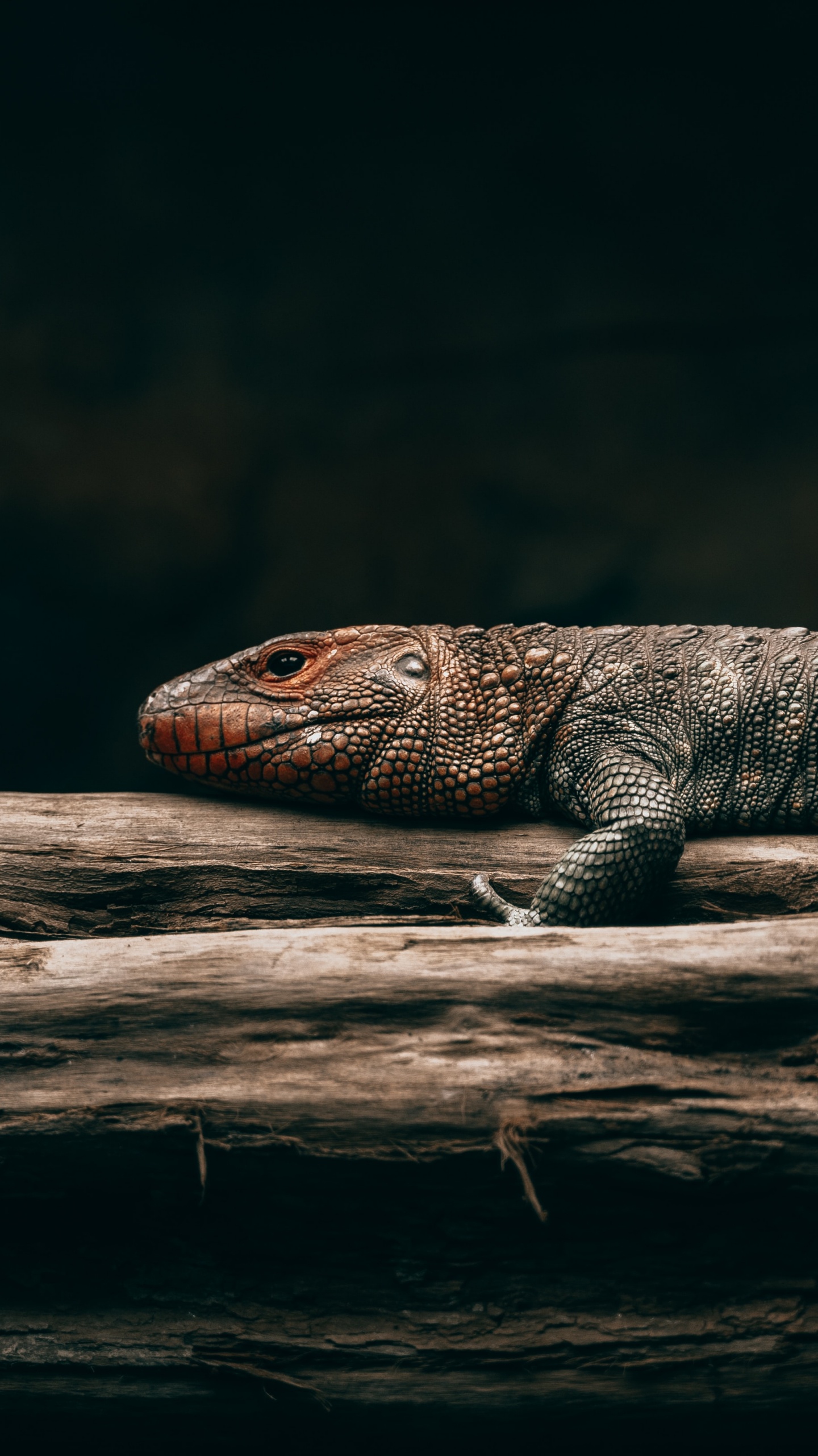 Black and Brown Lizard on Brown Wood. Wallpaper in 1440x2560 Resolution