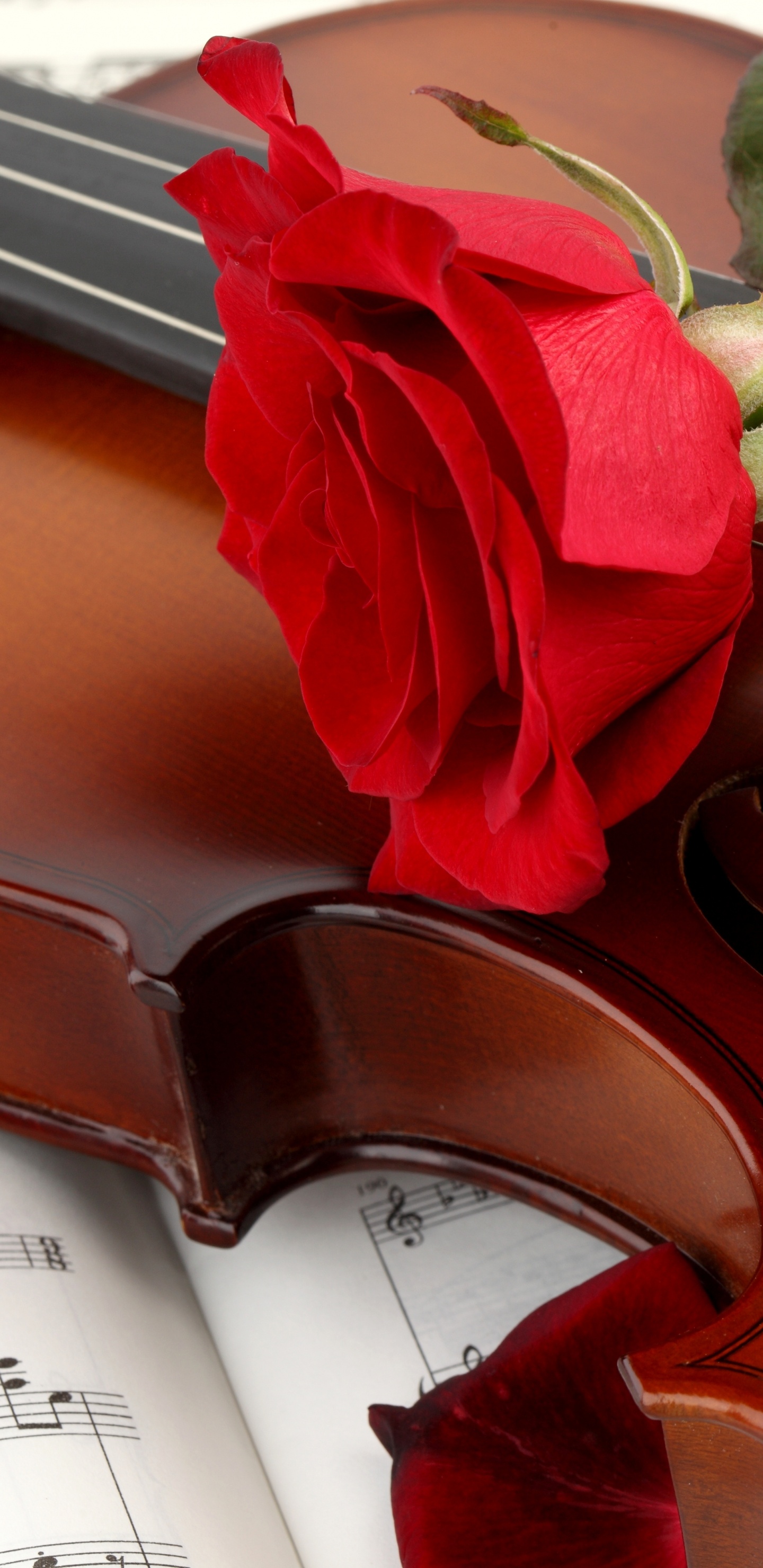 Violoncelle, Instrument à Cordes, Instrument de Musique, Instrument à Archet, Famille Des Violons.. Wallpaper in 1440x2960 Resolution