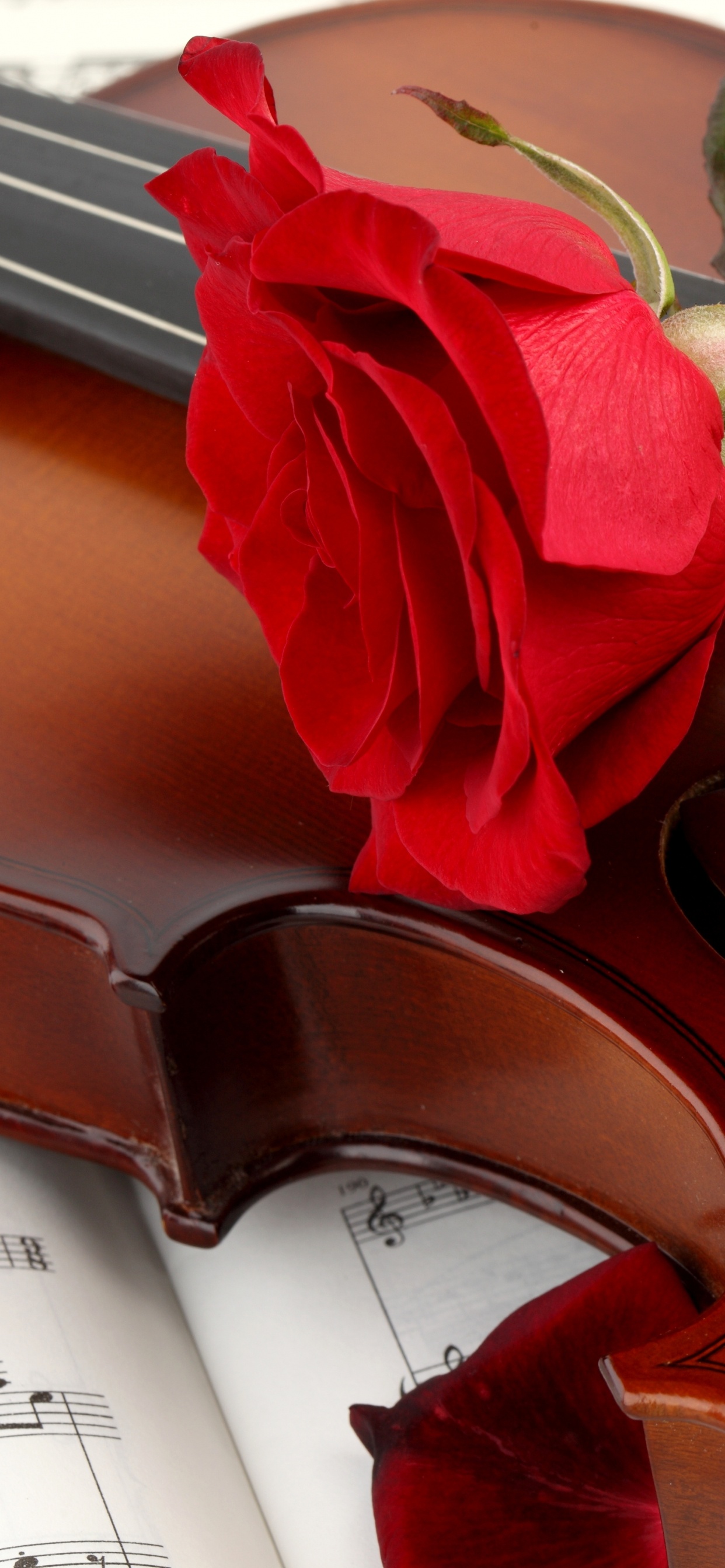 Cello, Streichinstrument, Musik, Violine Familie, Black Rose. Wallpaper in 1242x2688 Resolution