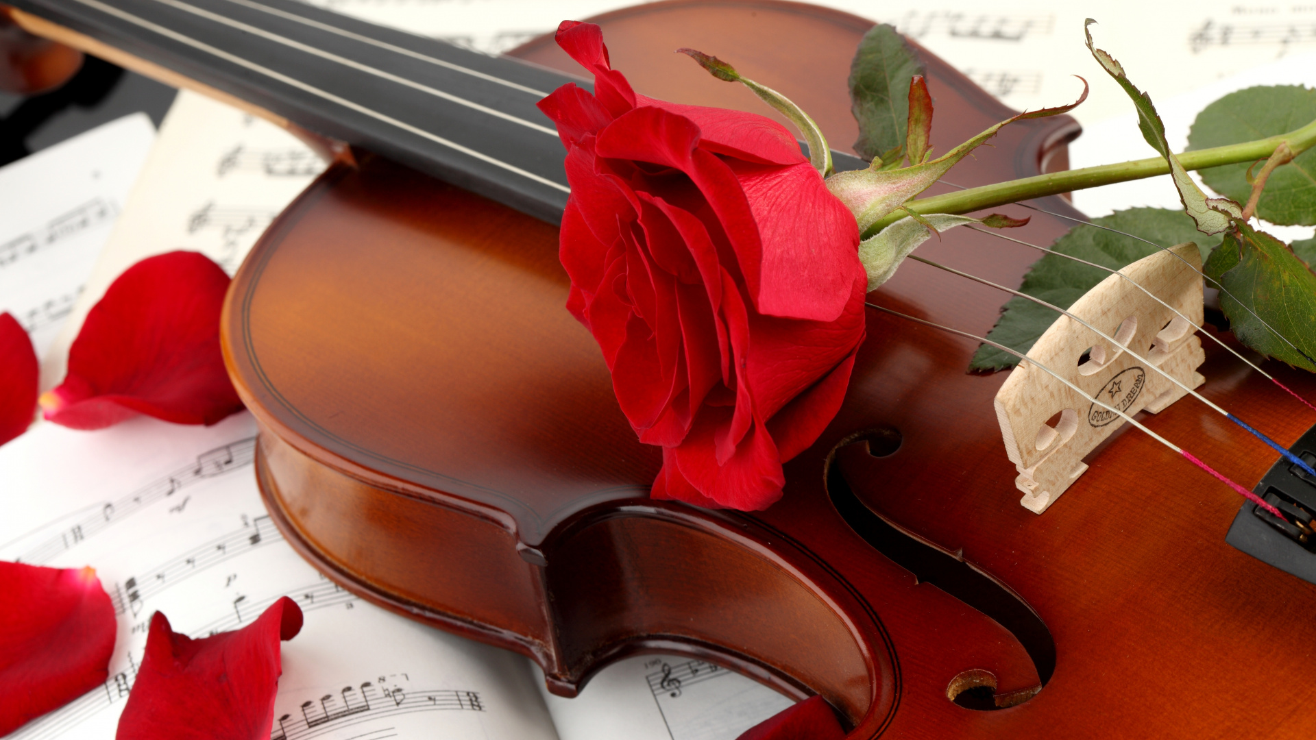 Cello, Streichinstrument, Musik, Violine Familie, Black Rose. Wallpaper in 1920x1080 Resolution