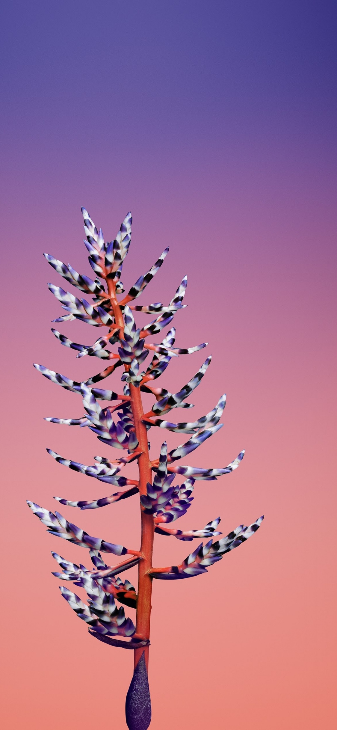 Ipad, Apple, IOS 11, Apples, Ios 11 Flower. Wallpaper in 1125x2436 Resolution