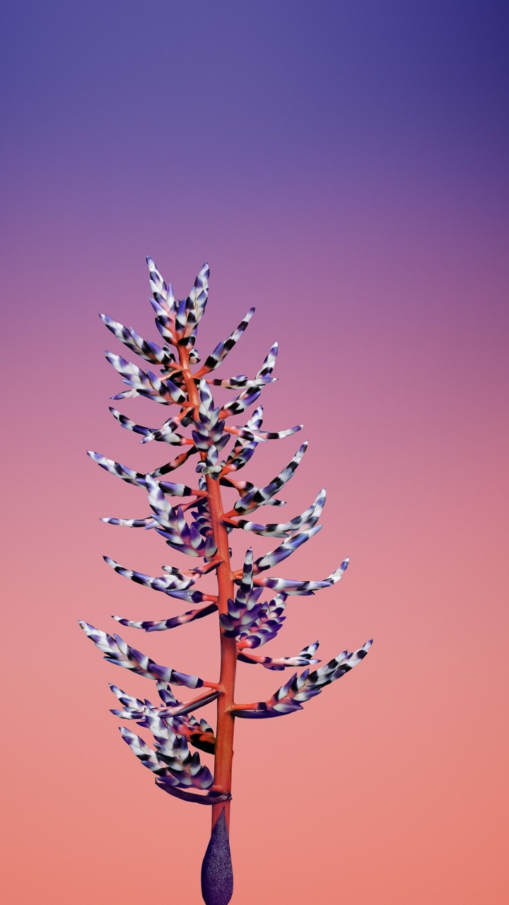 Ipad, Apple, IOS 11, Apples, Ios 11 Flower. Wallpaper in 720x1280 Resolution