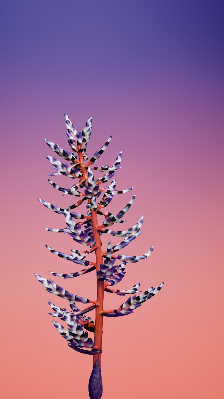 Ipad, Apple, IOS 11, Apples, Ios 11 Flower. Wallpaper in 750x1334 Resolution