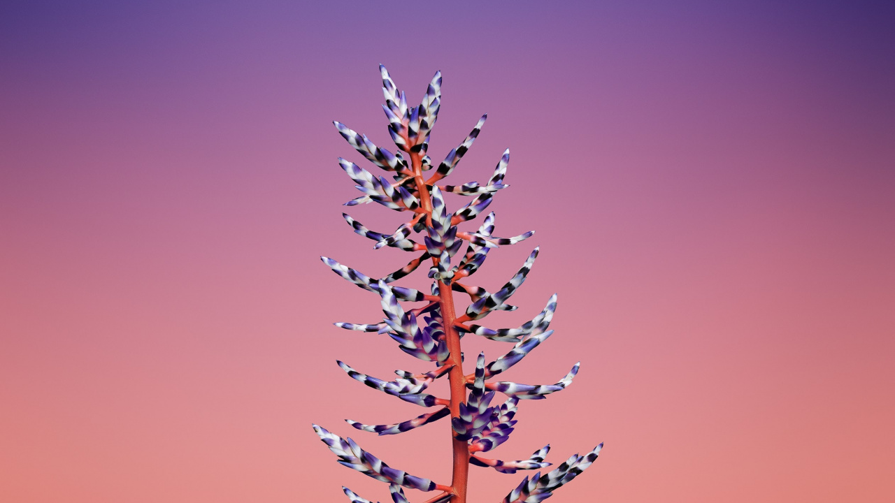 Ipad, Apple, IOS 11, Manzana, Ios 11 Flor. Wallpaper in 1280x720 Resolution