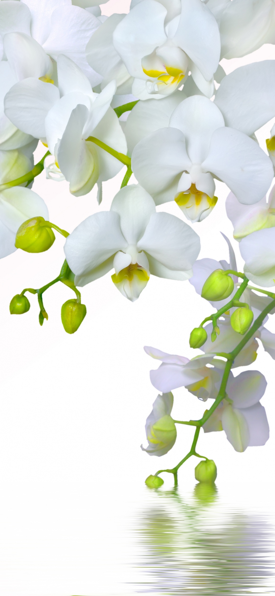 White Flowers on White Background. Wallpaper in 1125x2436 Resolution