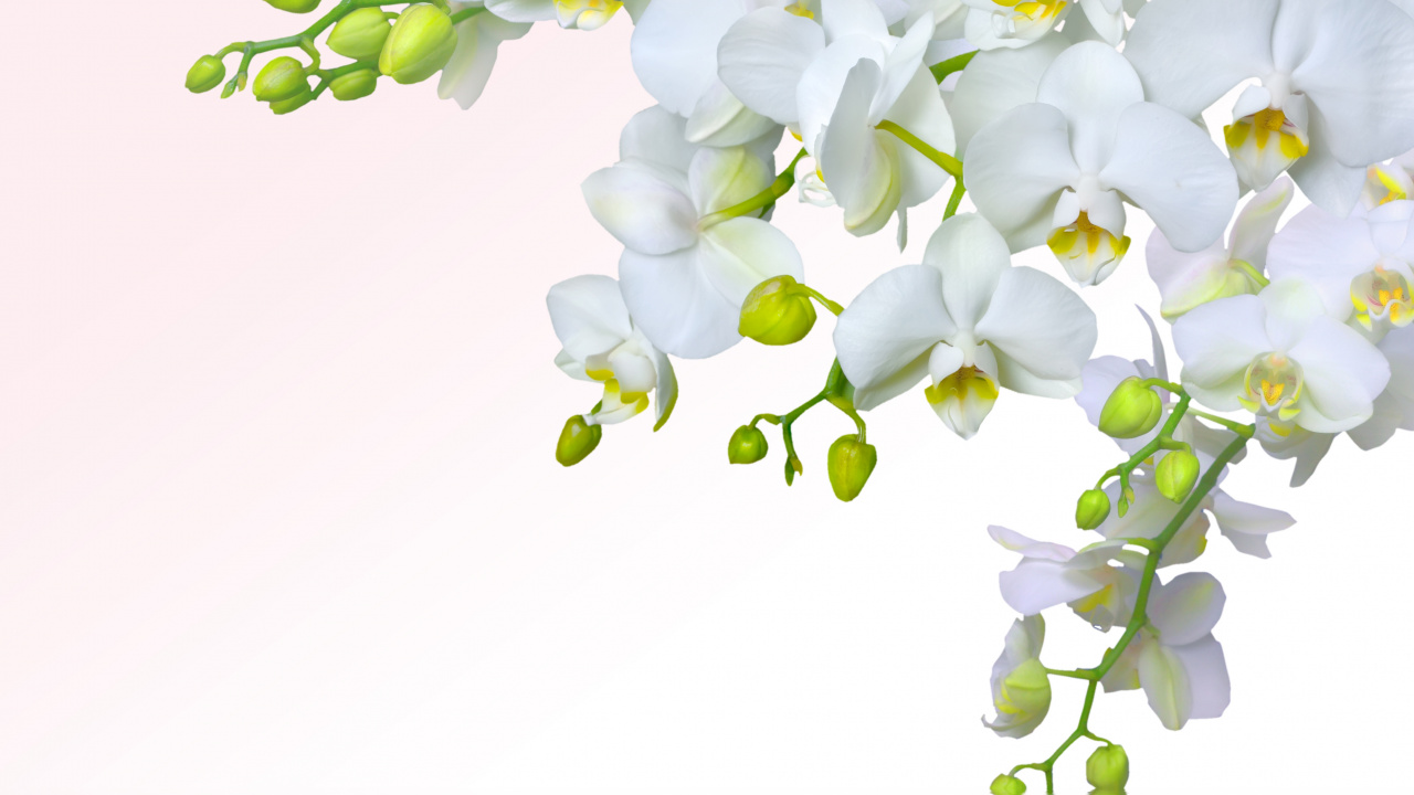 White Flowers on White Background. Wallpaper in 1280x720 Resolution