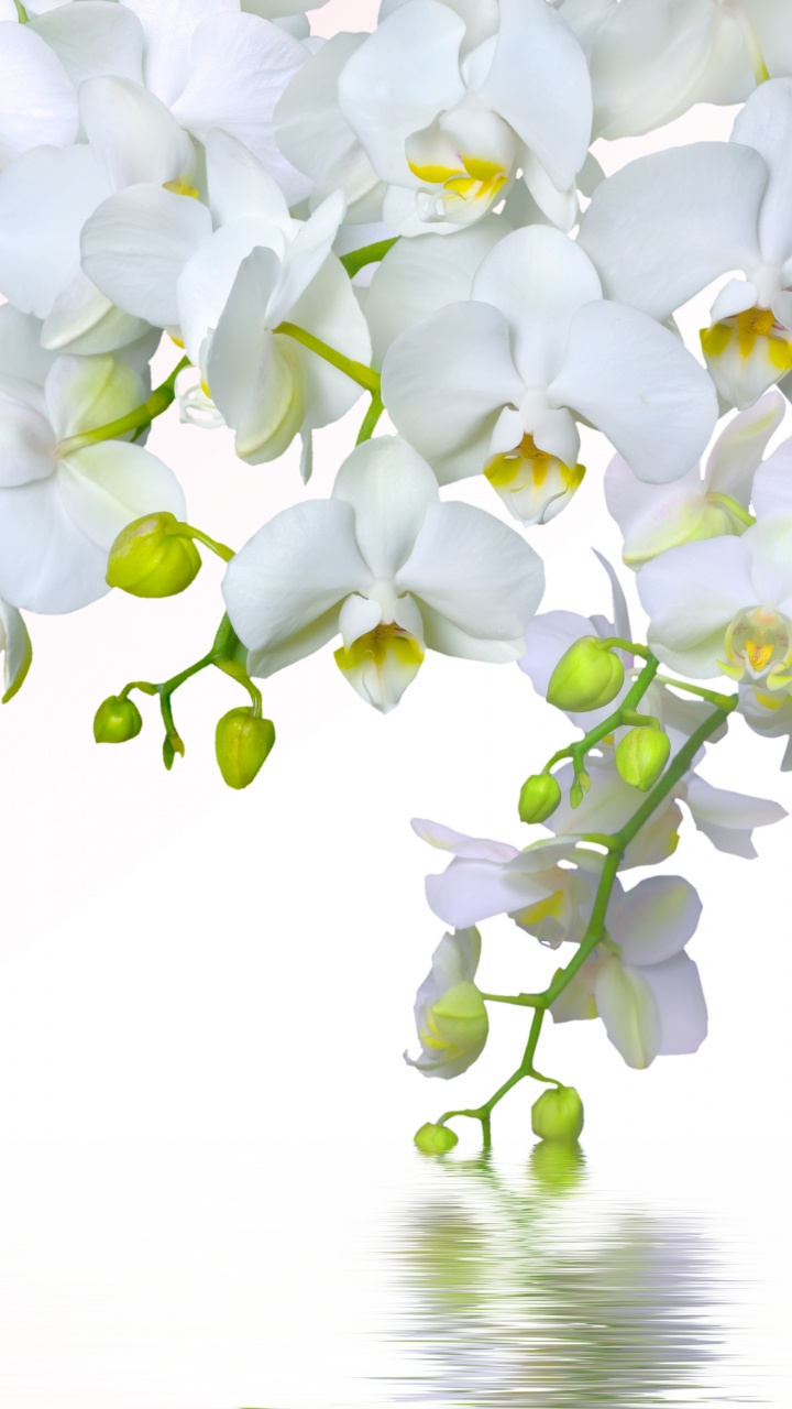 White Flowers on White Background. Wallpaper in 720x1280 Resolution