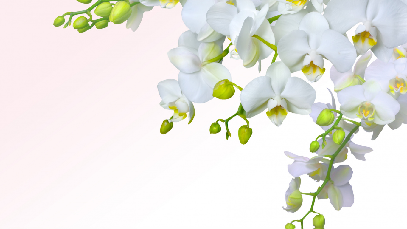 Fleurs Blanches Sur Fond Blanc. Wallpaper in 1366x768 Resolution