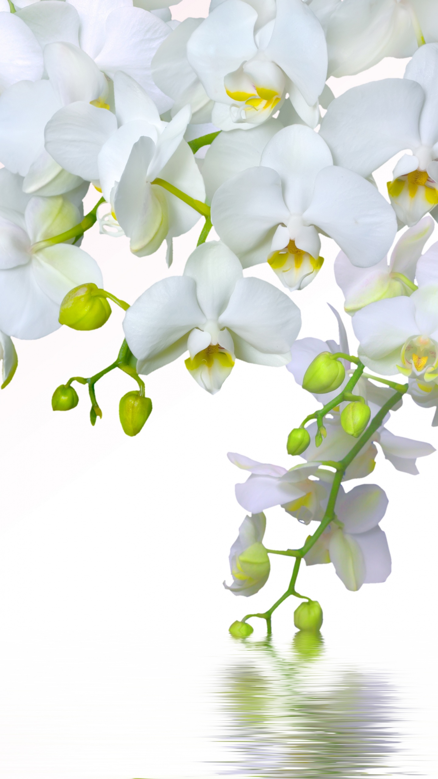 Fleurs Blanches Sur Fond Blanc. Wallpaper in 1440x2560 Resolution