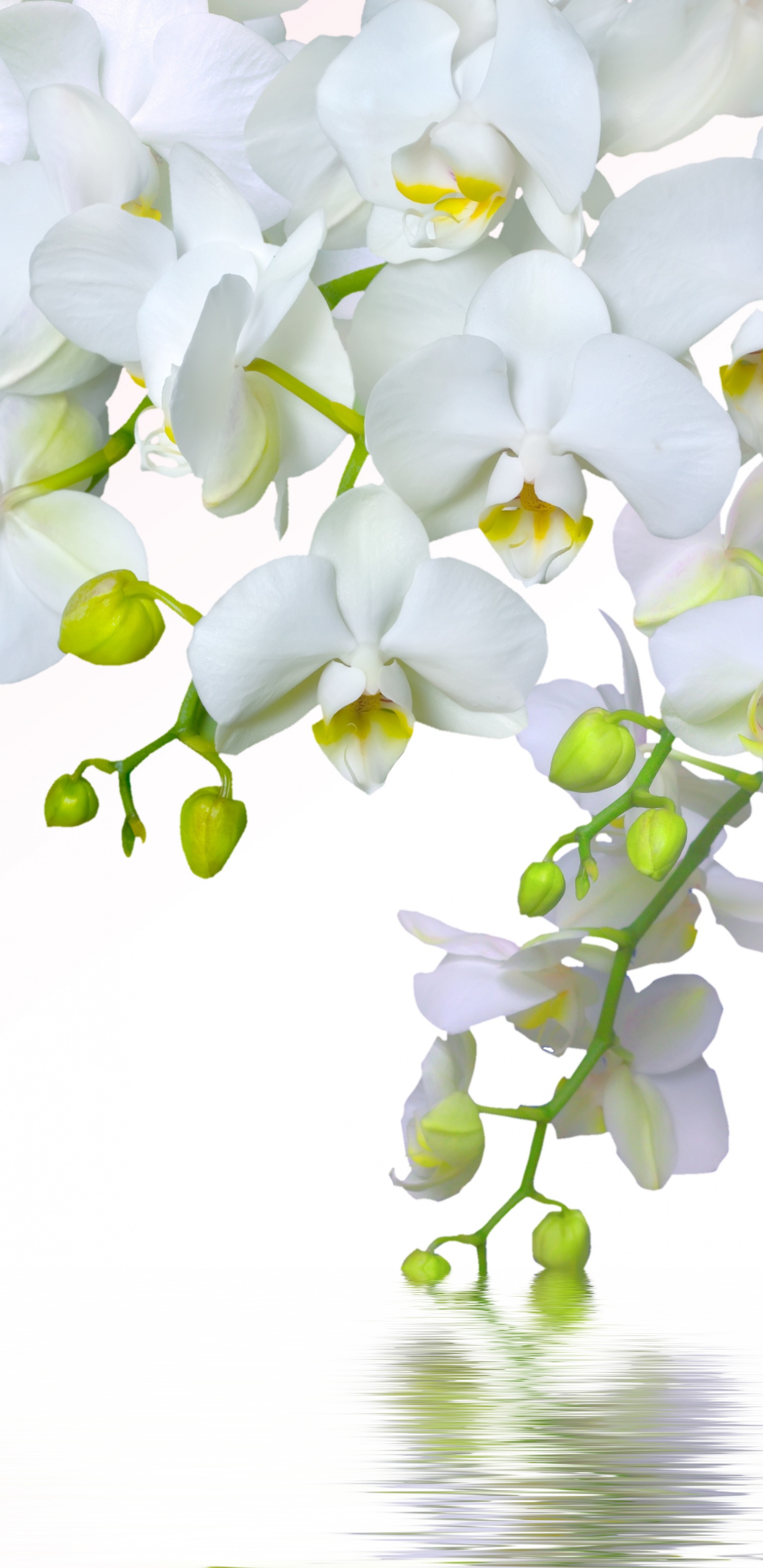 Fleurs Blanches Sur Fond Blanc. Wallpaper in 1440x2960 Resolution