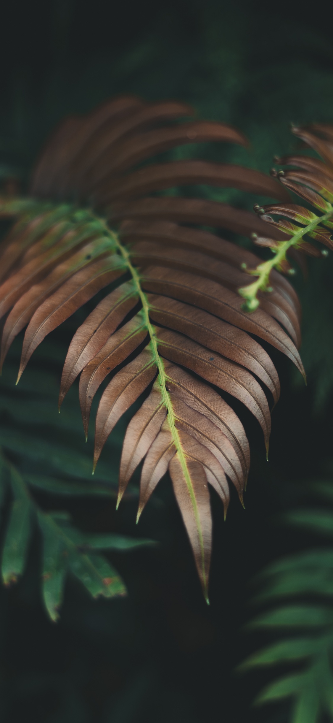 Plante, Fougère, Feuille, Végétation, Nature. Wallpaper in 1125x2436 Resolution