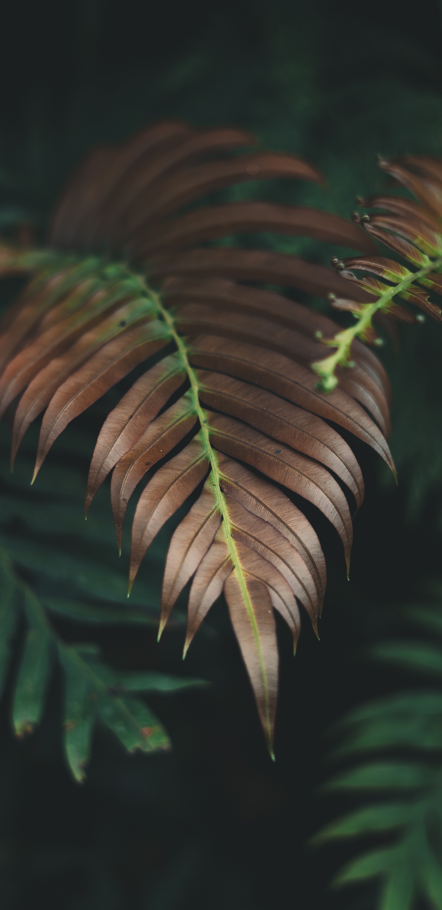 Plante, Fougère, Feuille, Végétation, Nature. Wallpaper in 1440x2960 Resolution