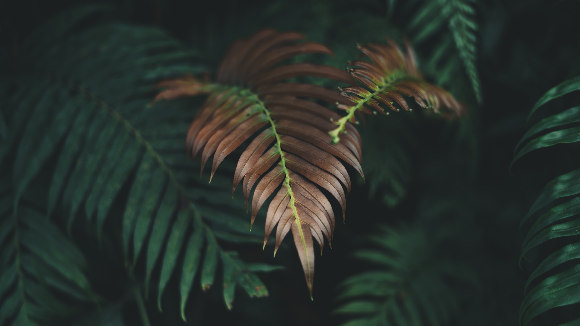 Plants, Fern, Leaf, Vegetation, Nature. Wallpaper in 1920x1080 Resolution