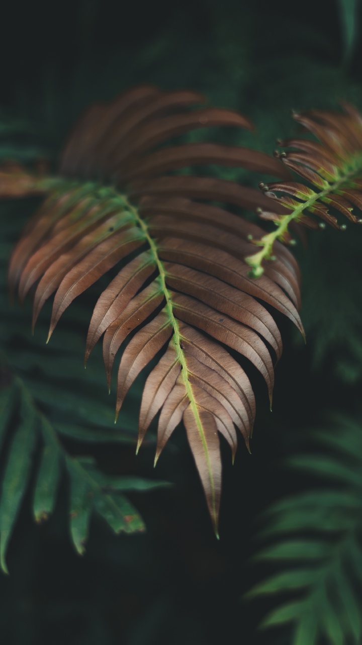 Plants, Fern, Leaf, Vegetation, Nature. Wallpaper in 720x1280 Resolution