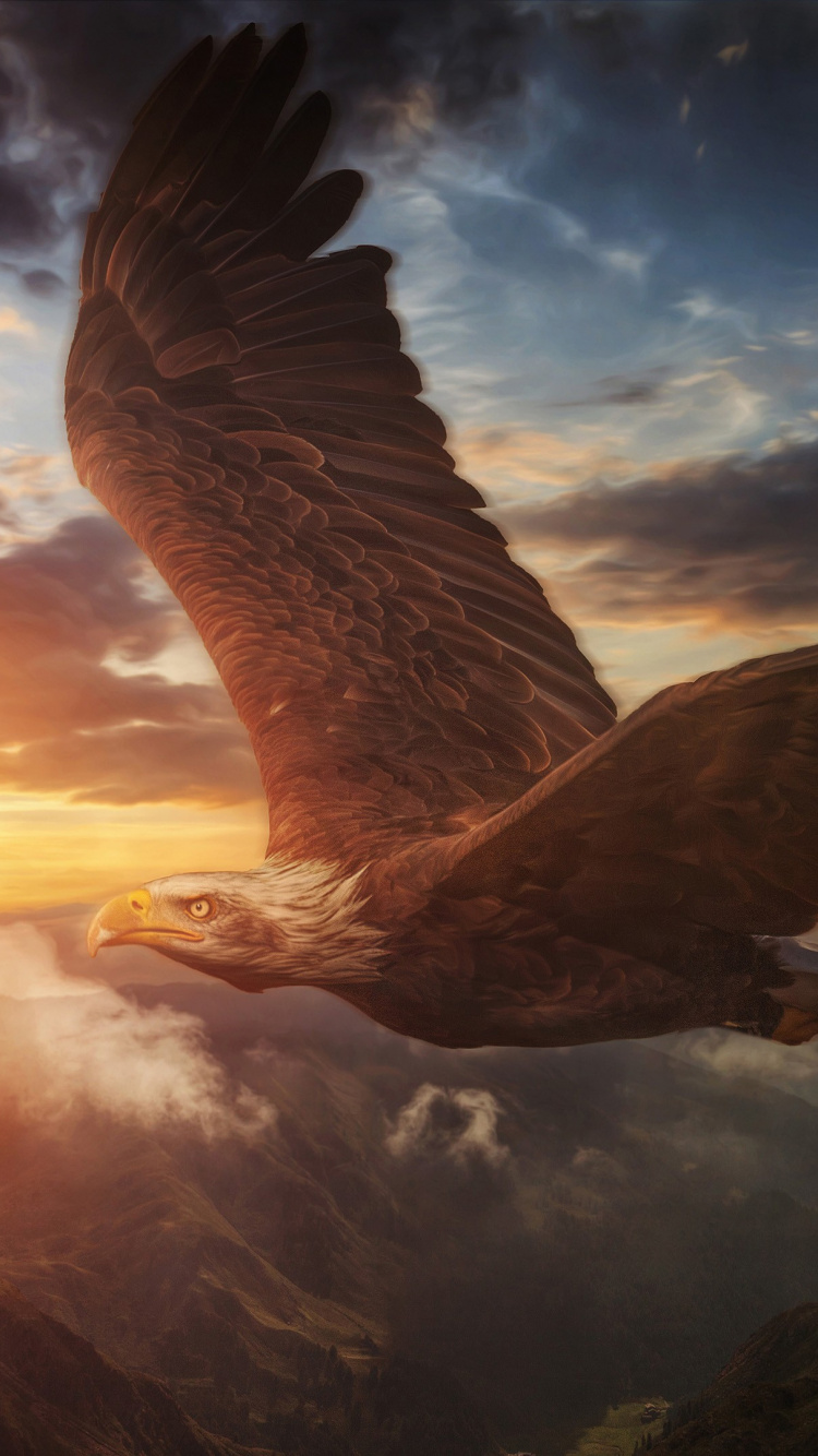 Cloud, Vogel, Atmosphäre, Schnabel, Sonnenlicht. Wallpaper in 750x1334 Resolution