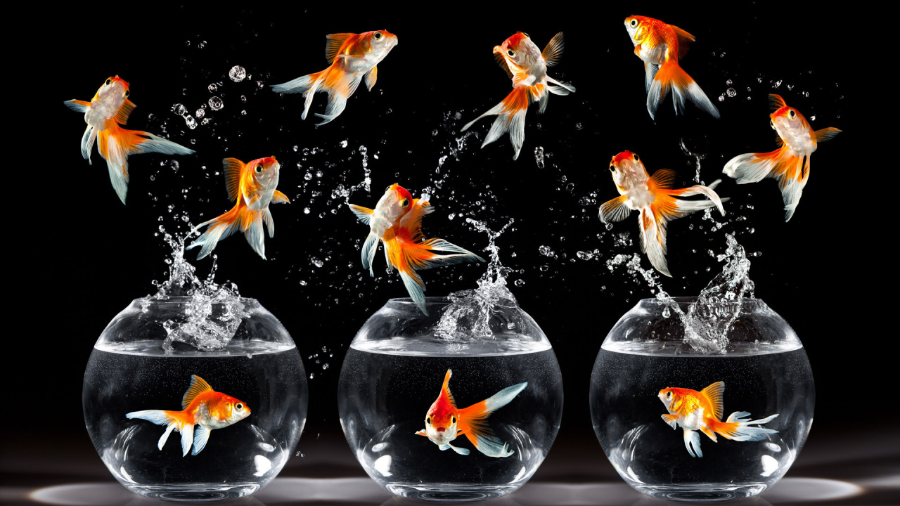 Orange and White Koi Fish. Wallpaper in 1280x720 Resolution