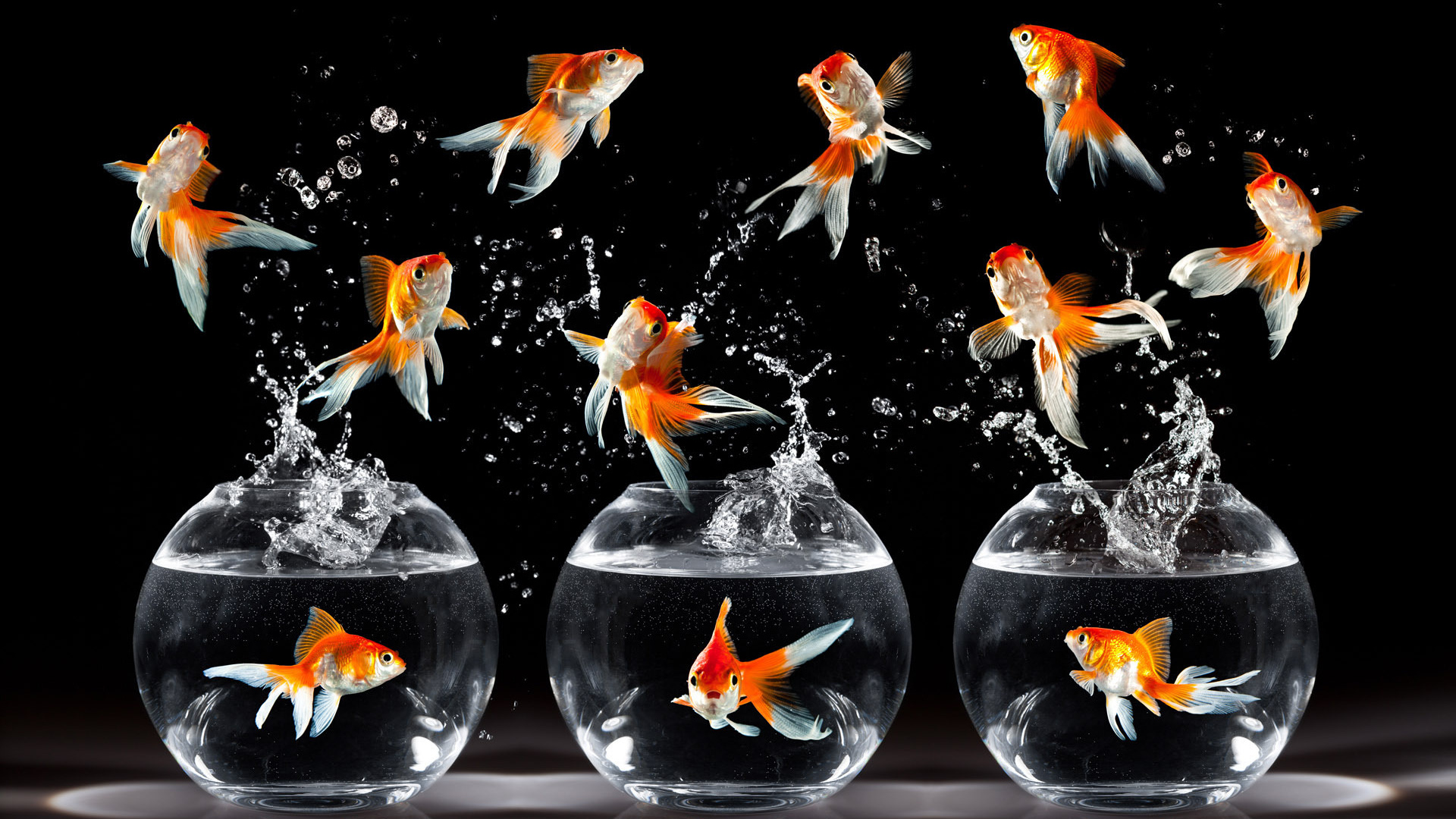 Orange and White Koi Fish. Wallpaper in 1920x1080 Resolution