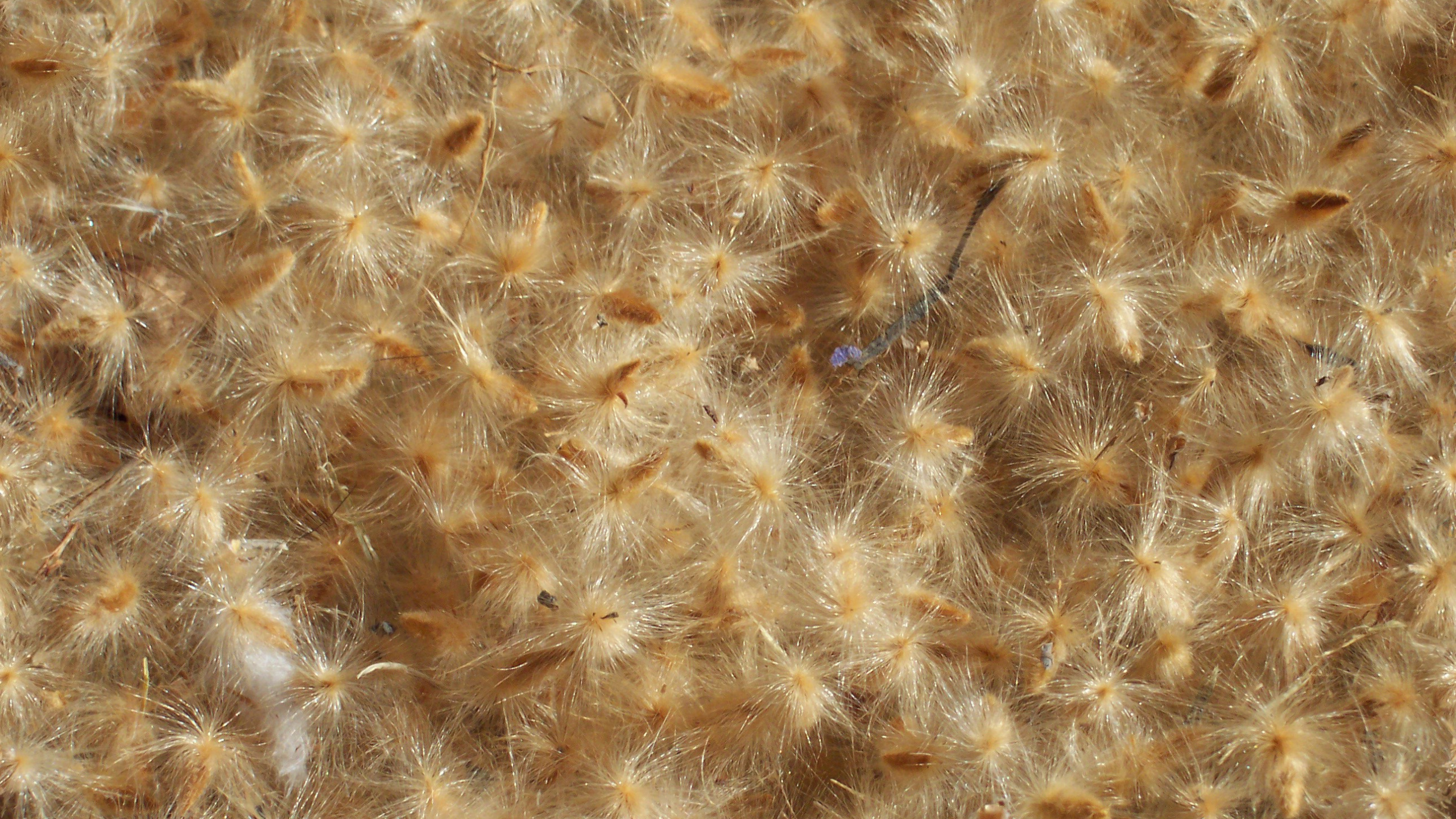 Textile Fourrure Marron et Blanc. Wallpaper in 2560x1440 Resolution