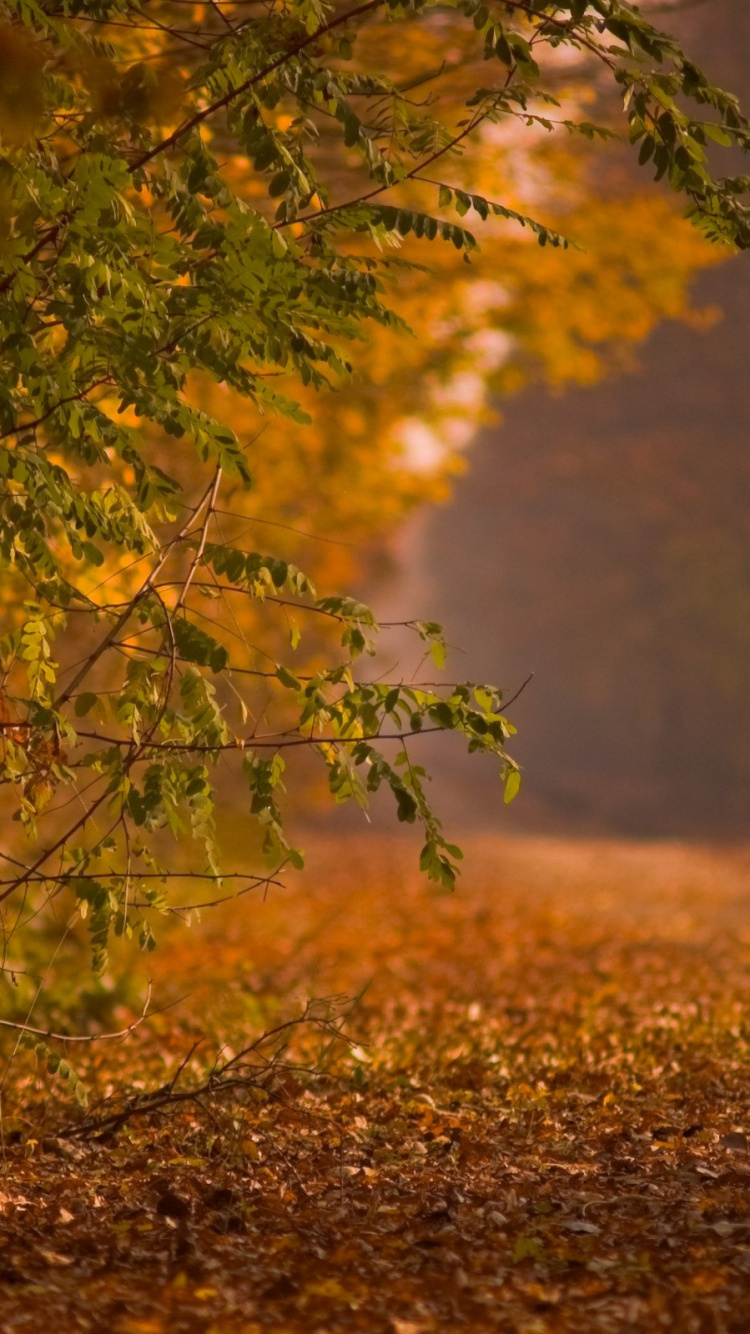 Green and Brown Tree During Daytime. Wallpaper in 750x1334 Resolution