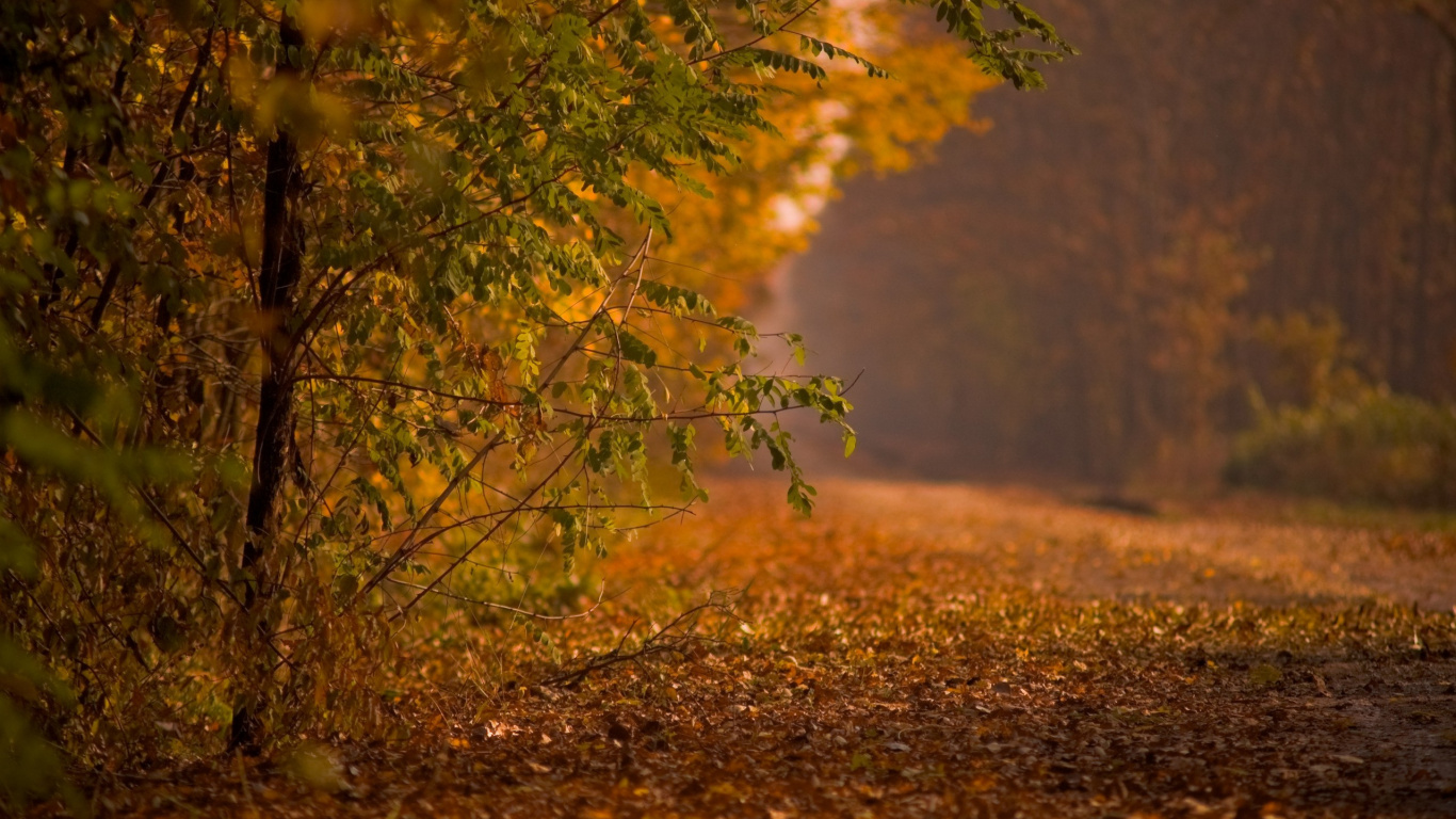 Arbre Vert et Brun Pendant la Journée. Wallpaper in 1366x768 Resolution