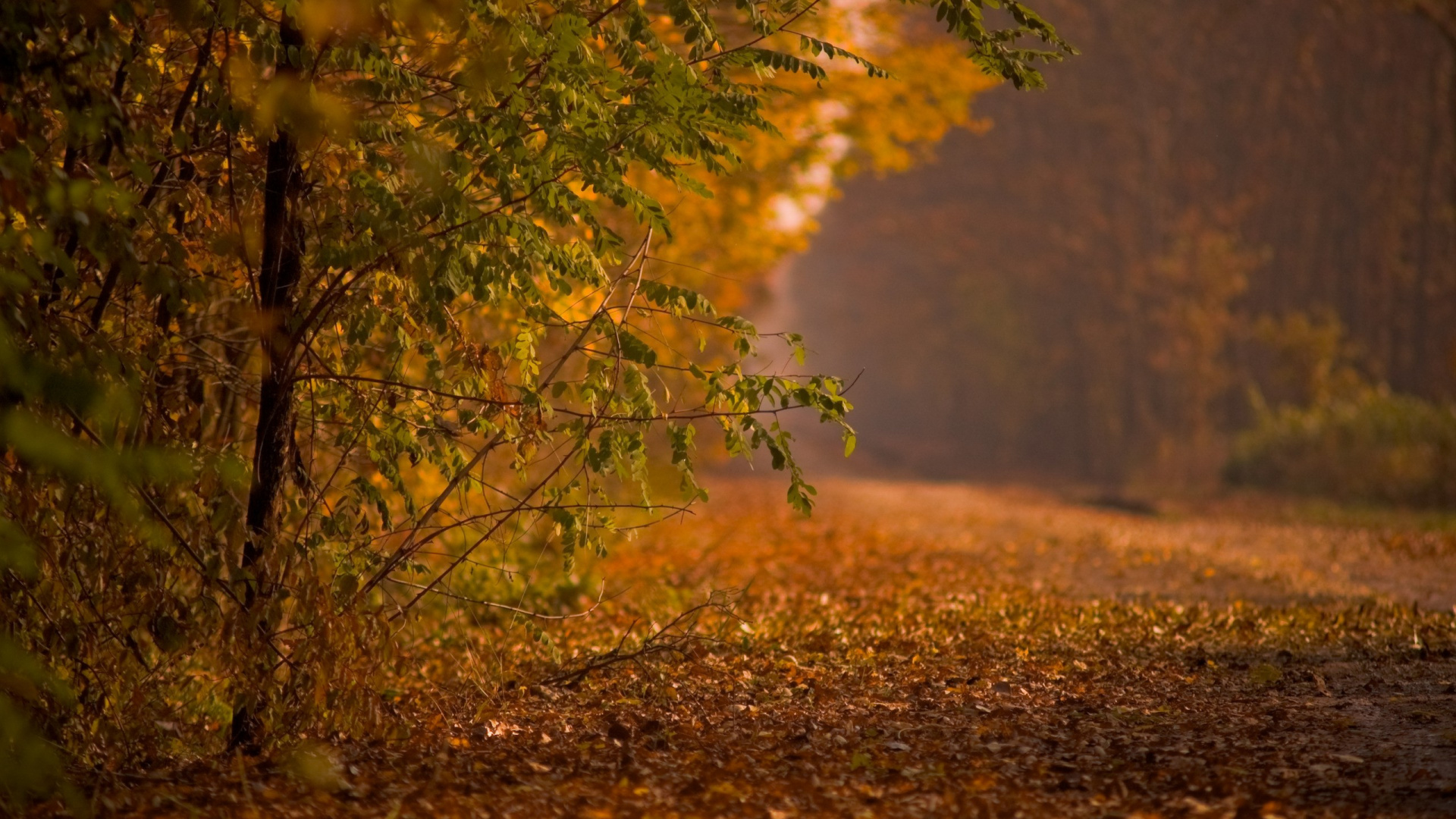 Tagsüber Grüner Und Brauner Baum. Wallpaper in 1920x1080 Resolution