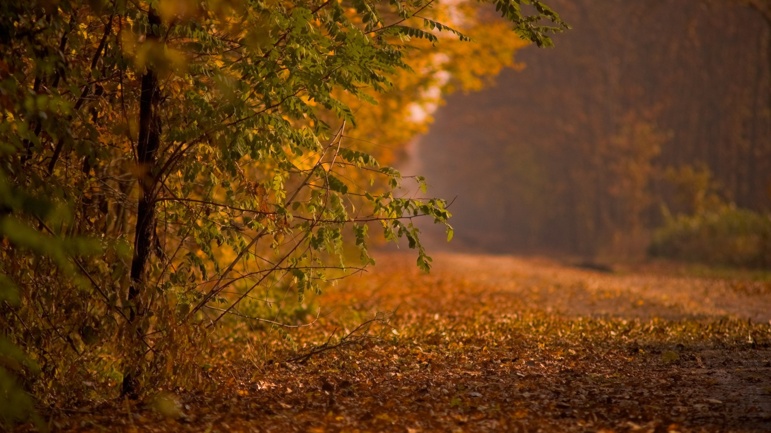 Tagsüber Grüner Und Brauner Baum. Wallpaper in 2560x1440 Resolution