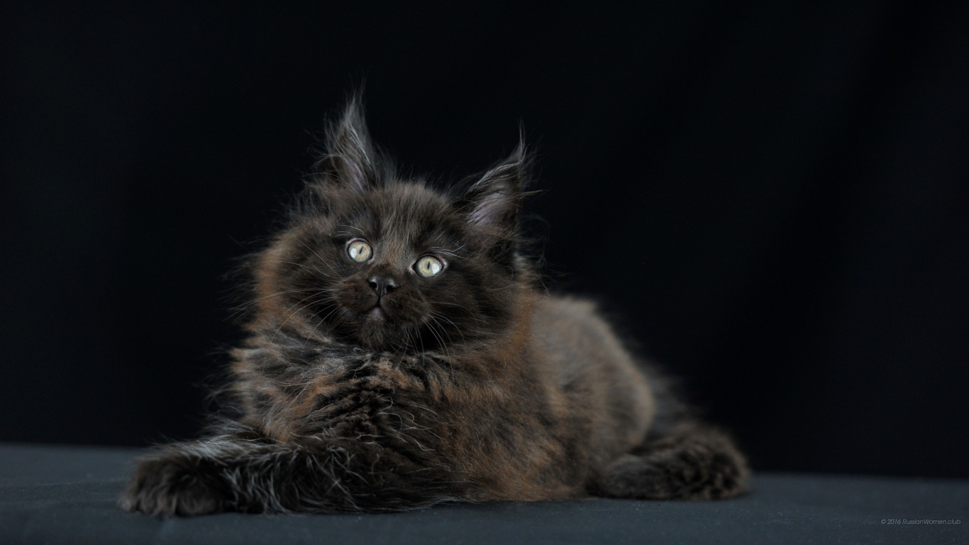 Schwarze Und Braune Katze Auf Schwarzem Textil. Wallpaper in 1366x768 Resolution