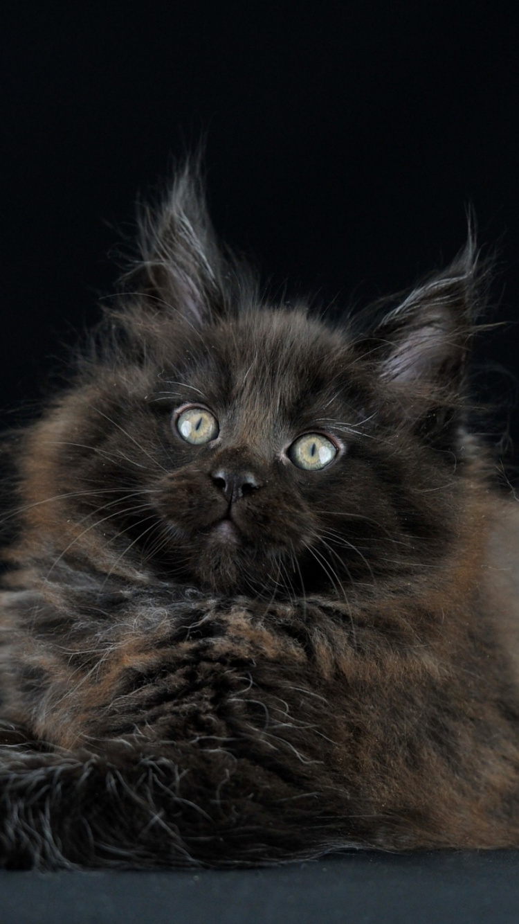 Schwarze Und Braune Katze Auf Schwarzem Textil. Wallpaper in 750x1334 Resolution