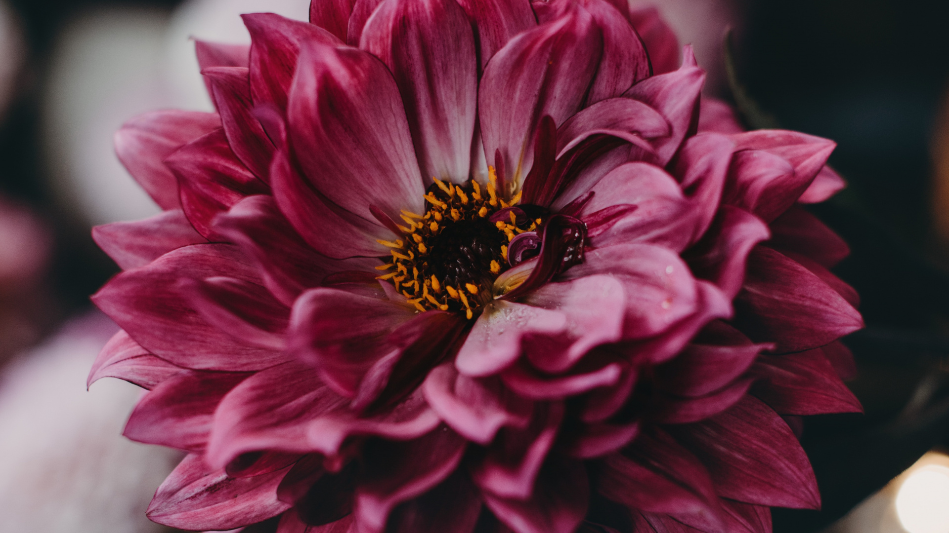 Pink Flower in Tilt Shift Lens. Wallpaper in 1920x1080 Resolution