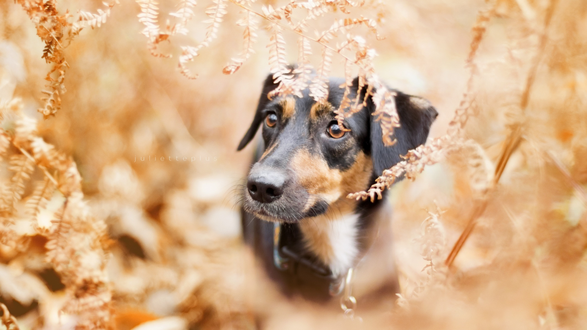 Perro, Raza de Perro, Cachorro, Perro Como el de Los Mamíferos, Cría. Wallpaper in 1920x1080 Resolution