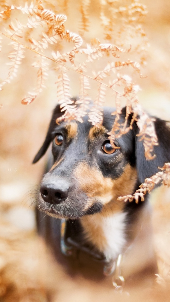 Dog, Dog Breed, Puppy, Dog Like Mammal, Snout. Wallpaper in 720x1280 Resolution