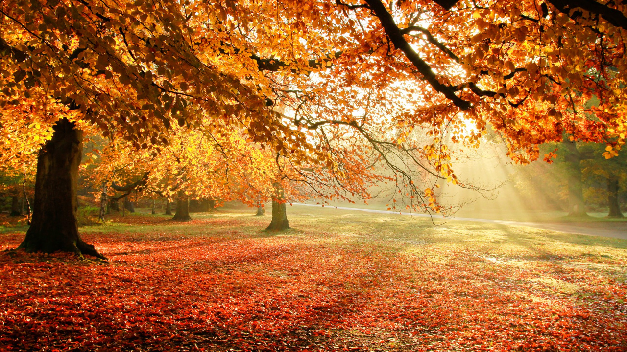Brown and Yellow Trees Near Body of Water During Daytime. Wallpaper in 1280x720 Resolution