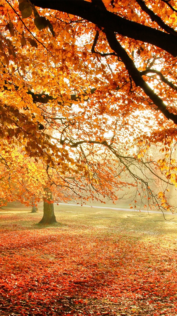 Brown and Yellow Trees Near Body of Water During Daytime. Wallpaper in 720x1280 Resolution