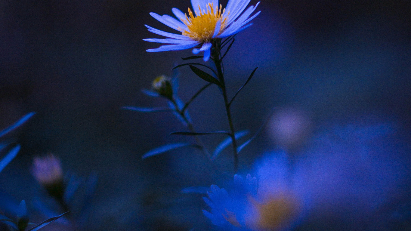 Azul, Pétalo, Morado, Planta Herbácea, la Floración de la Planta. Wallpaper in 1366x768 Resolution